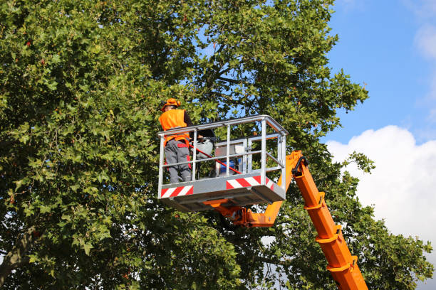 Best Commercial Tree Services  in Jurupa Valley, CA